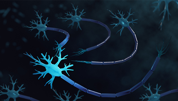 סיב עצבי עטוף במיאלין בריא